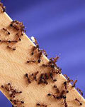 anti fourmis casablanca