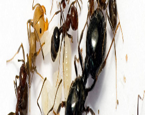problèmes des fourmis à casablanca