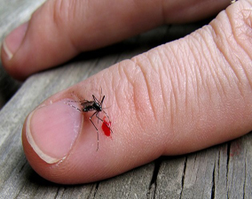 problèmes des moustiques à casablanca