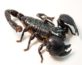 traitement anti scorpions à casablanca