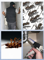 Traitement contre les insectes casablanca