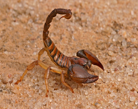 problèmes des scorpions à rabat