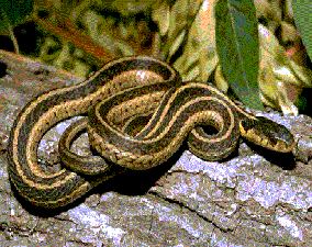 anti serpents à rabat